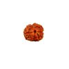 Two Mukhi Rudraksha from Nepal