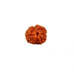 Two Mukhi Rudraksha from Nepal