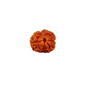 Two Mukhi Rudraksha from Nepal