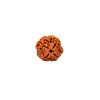 Four Mukhi Rudraksha from Nepal