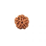 Five Mukhi Rudraksha from Nepal