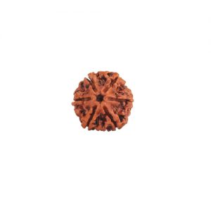 Six Mukhi Rudraksha from Nepal