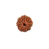 Eight Mukhi Rudraksha from Nepal