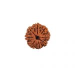 Eight Mukhi Rudraksha from Nepal