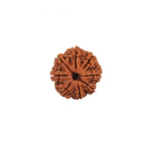 Eight Mukhi Rudraksha from Nepal