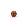 Three Mukhi Rudraksha from Nepal