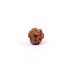 Three Mukhi Rudraksha from Nepal