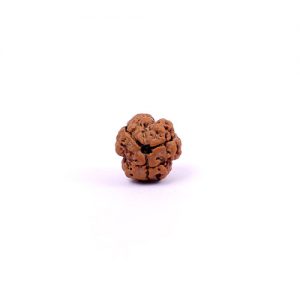 Three Mukhi Rudraksha from Nepal