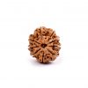 Nine Mukhi Rudraksha from Nepal