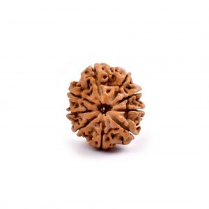 Nine Mukhi Rudraksha from Nepal