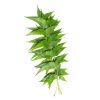 Neem Leaves