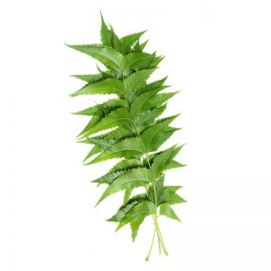 Neem Leaves