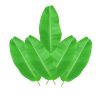 Banana leaves – Set of 12