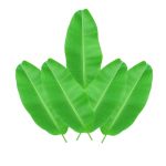 Banana leaves - Set of 12