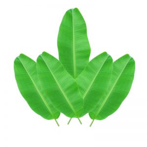 Banana leaves - Set of 12