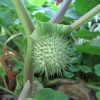 Datura Fruit
