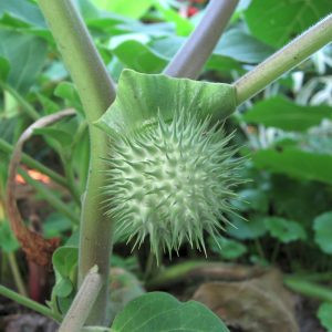 Datura Fruit