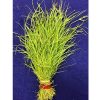 Durva Grass