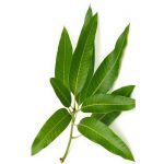 Mango leaves