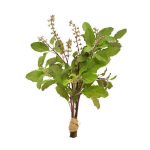 Tulsi Leaves