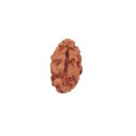 One mukhi from Java
