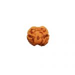 Two Mukhi Rudraksha from Java