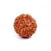 Ten Mukhi Rudraksha from Java