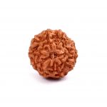 Ten Mukhi Rudraksha from Java