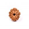 Ten Mukhi Rudraksha from Nepal