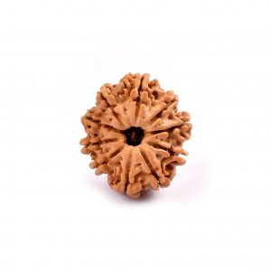 Ten Mukhi Rudraksha from Nepal