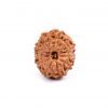 Eleven Mukhi Rudraksha from Java