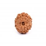 Eleven Mukhi Rudraksha from Java