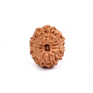 Eleven Mukhi Rudraksha from Java