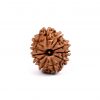 Eleven Mukhi Rudraksha from Nepal