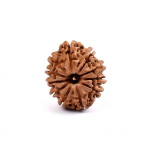Eleven Mukhi Rudraksha from Nepal