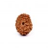 Twelve Mukhi Rudraksha from Java