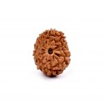 Twelve Mukhi Rudraksha from Java