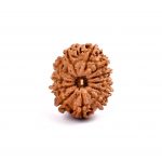 Twelve Mukhi Rudraksha from Nepal