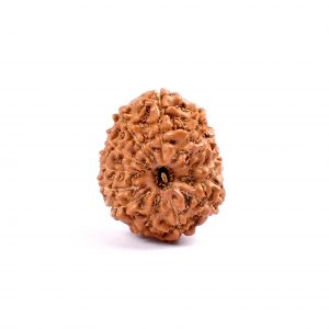Thirteen Mukhi Rudraksha from Java
