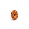 Fourteen Mukhi Rudraksha from Nepal