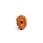 Fourteen Mukhi Rudraksha from Nepal
