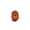 Fourteen Mukhi Rudraksha from Java