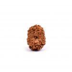 Fourteen Mukhi Rudraksha from Java