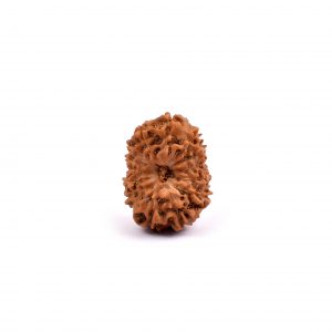 Fourteen Mukhi Rudraksha from Java