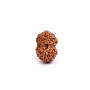 Fifteen Mukhi Rudraksha from Java