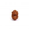 Fifteen Mukhi Rudraksha from Nepal