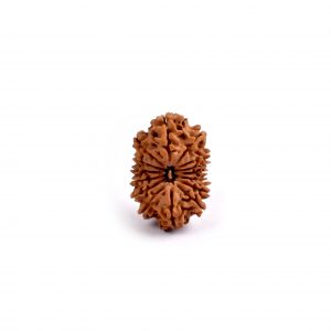 Fifteen Mukhi Rudraksha from Nepal