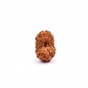 Sixteen Mukhi Rudraksha from Java