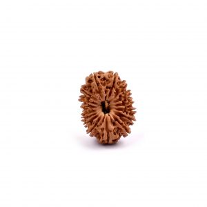 Sixteen Mukhi Rudraksha from Nepal