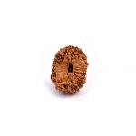 Seventeen Mukhi Rudraksha from Java